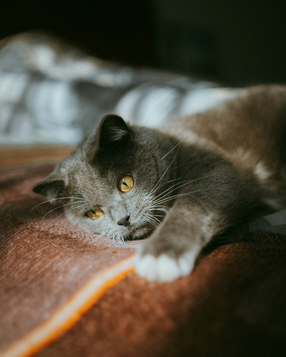 a gray cat laying on top of a bed