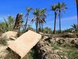 A landscape featuring several tall palm trees under a clear blue sky. In the foreground, there is a fallen palm trunk resting on the ground, along with a large, rectangular stone slab. The area is surrounded by dry soil and sparse green vegetation, indicating a desert-like environment.