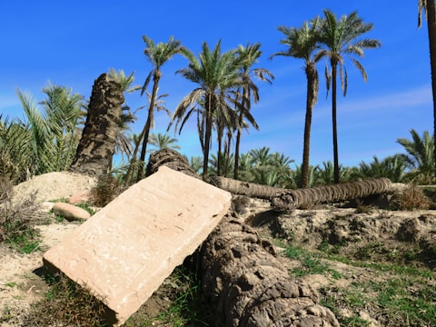 A landscape featuring several tall palm trees under a clear blue sky. In the foreground, there is a fallen palm trunk resting on the ground, along with a large, rectangular stone slab. The area is surrounded by dry soil and sparse green vegetation, indicating a desert-like environment.