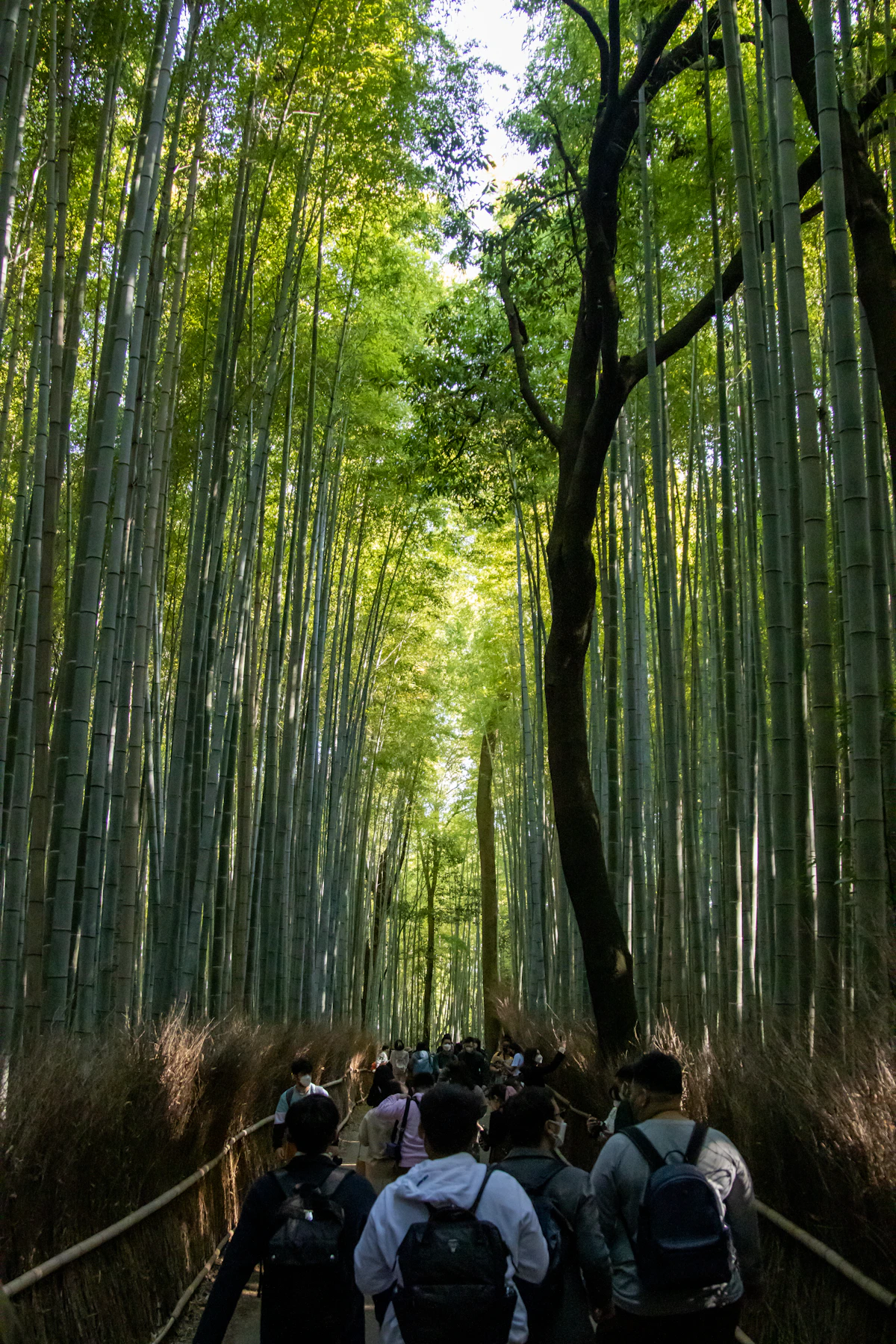 Arashiyama Bamboo Grove
