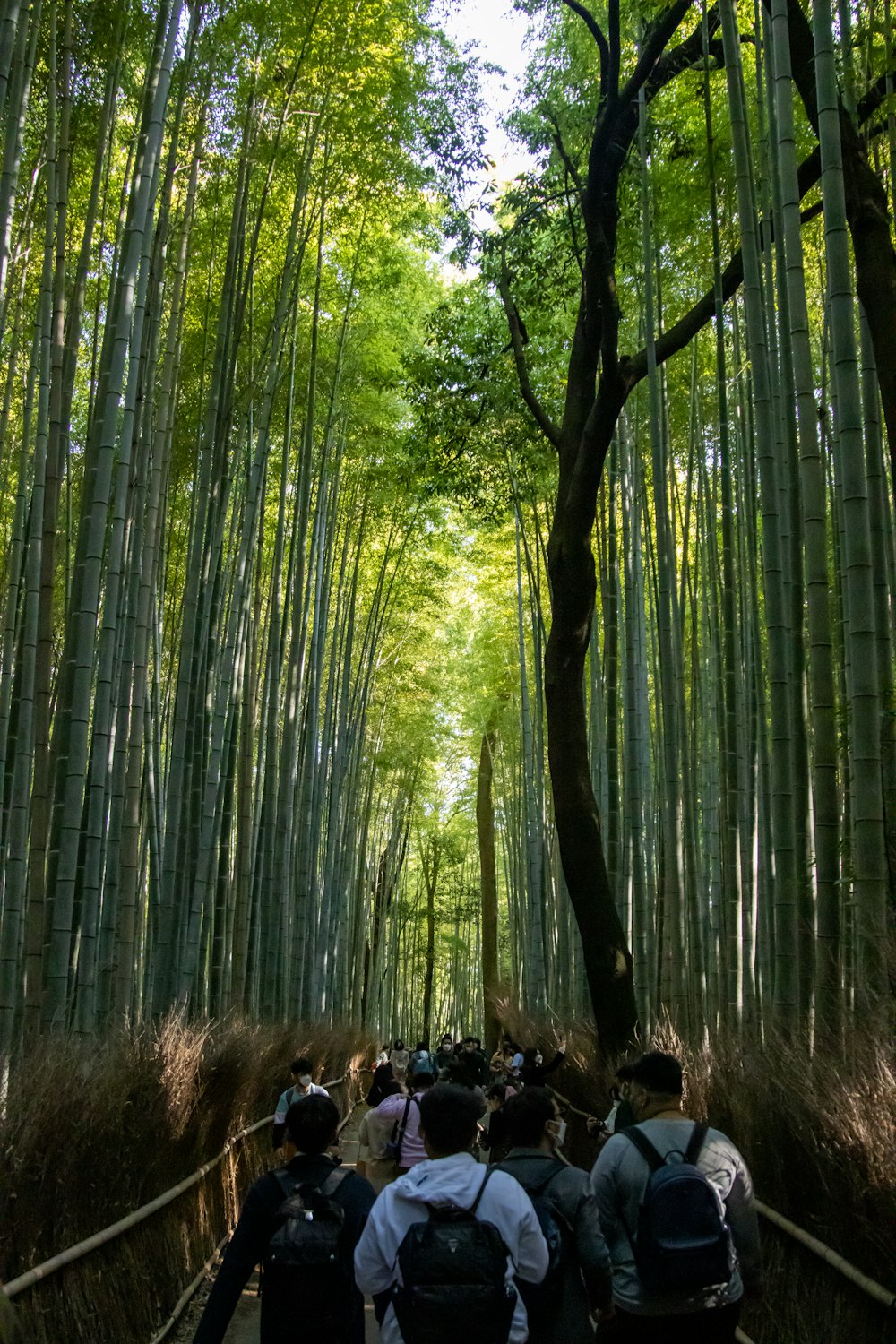 a group of people walking through a bamboo forest