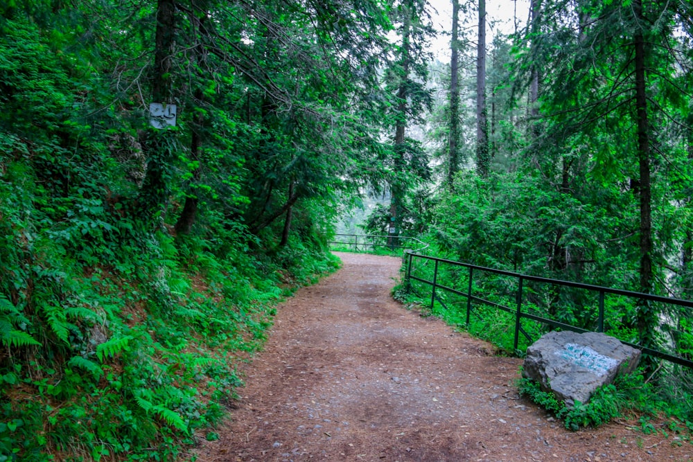 a dirt path in the middle of a forest