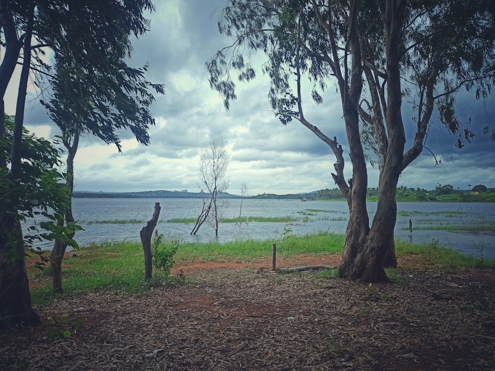 a body of water surrounded by trees and grass