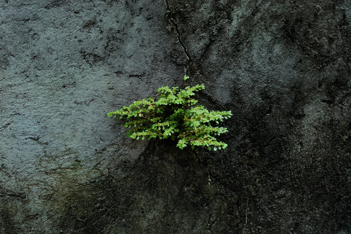 Fern in the Crack