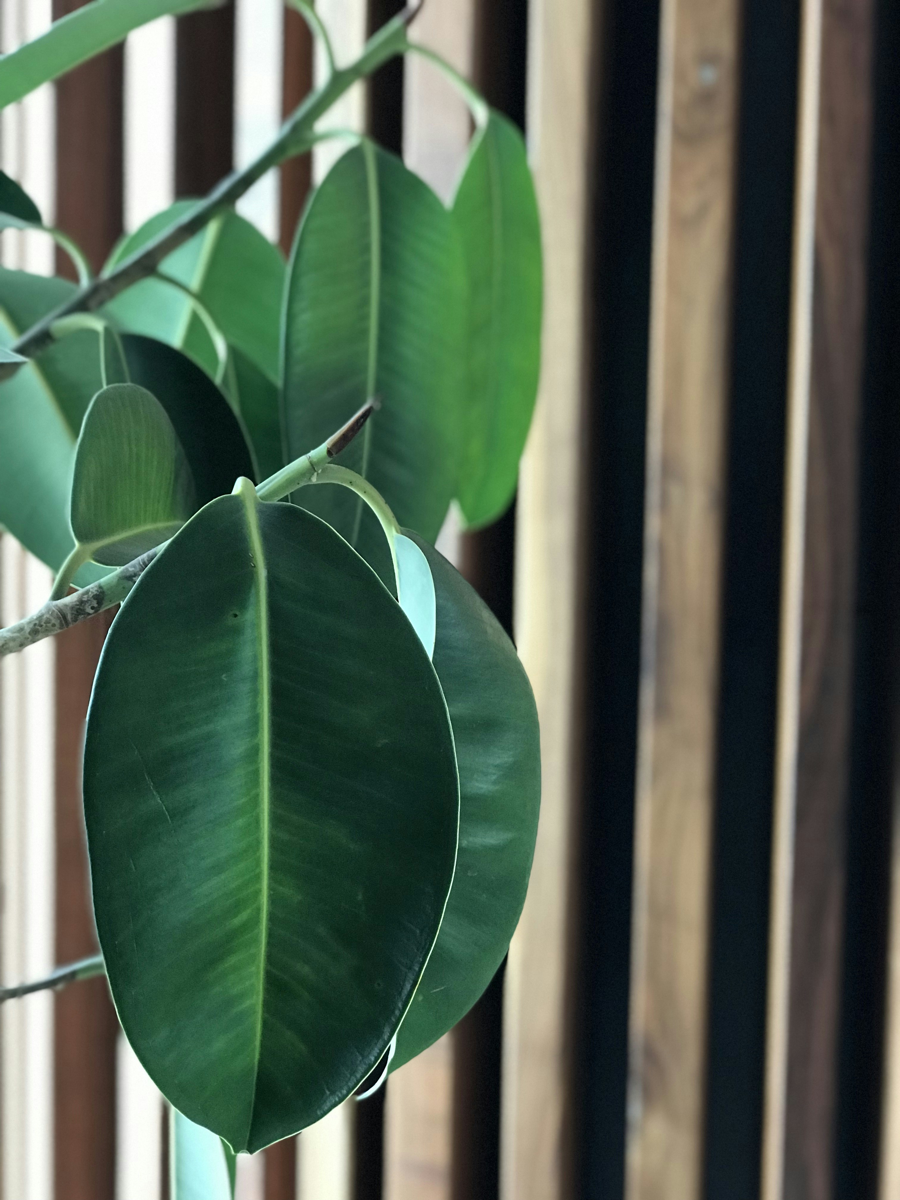 Photo by afarin_khoji