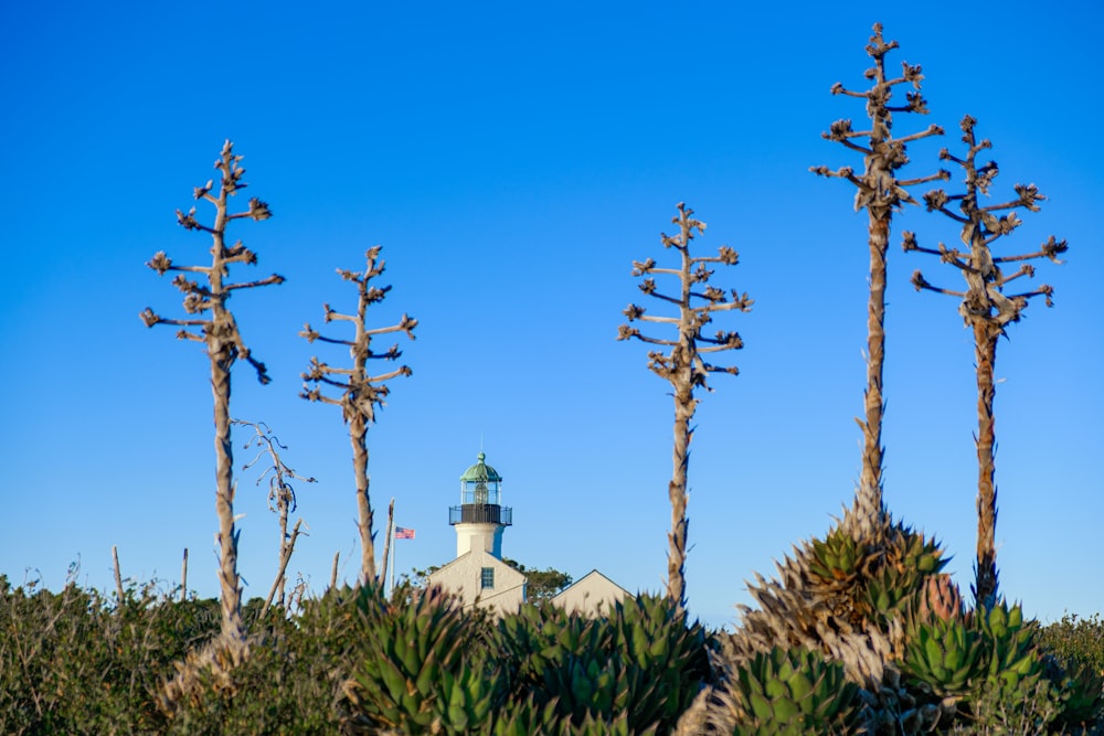 a lighthouse surrounded by trees with a blue sky in the background