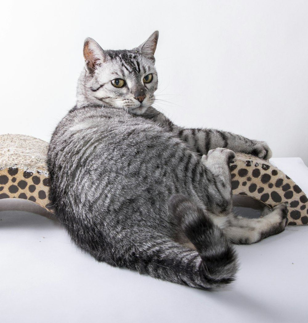 a cat laying on top of a stuffed animal