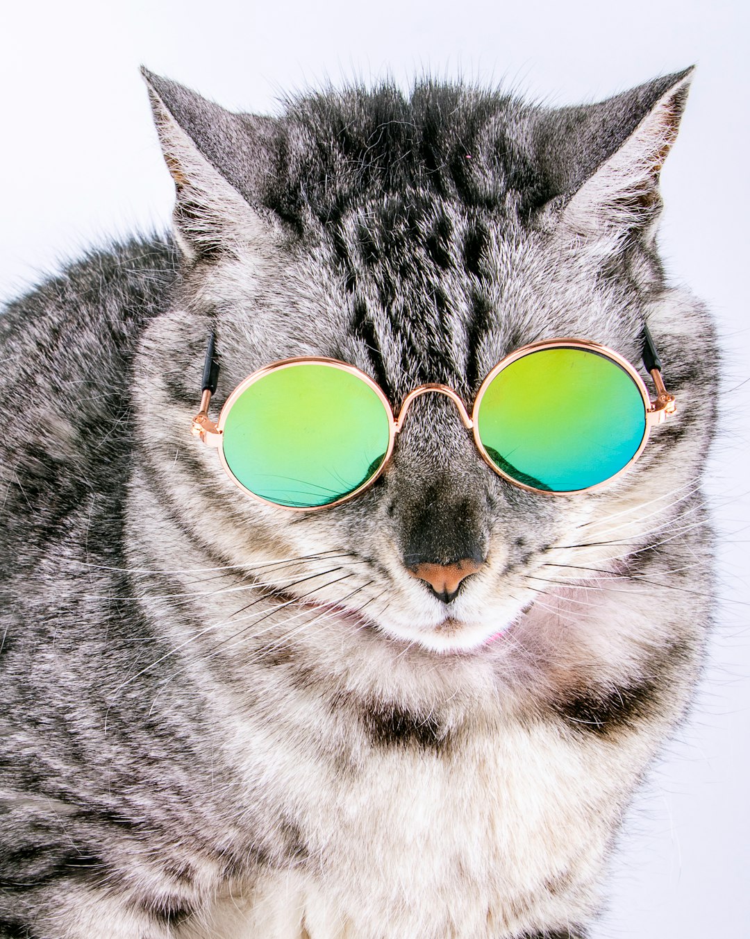 a cat wearing sunglasses and looking at the camera