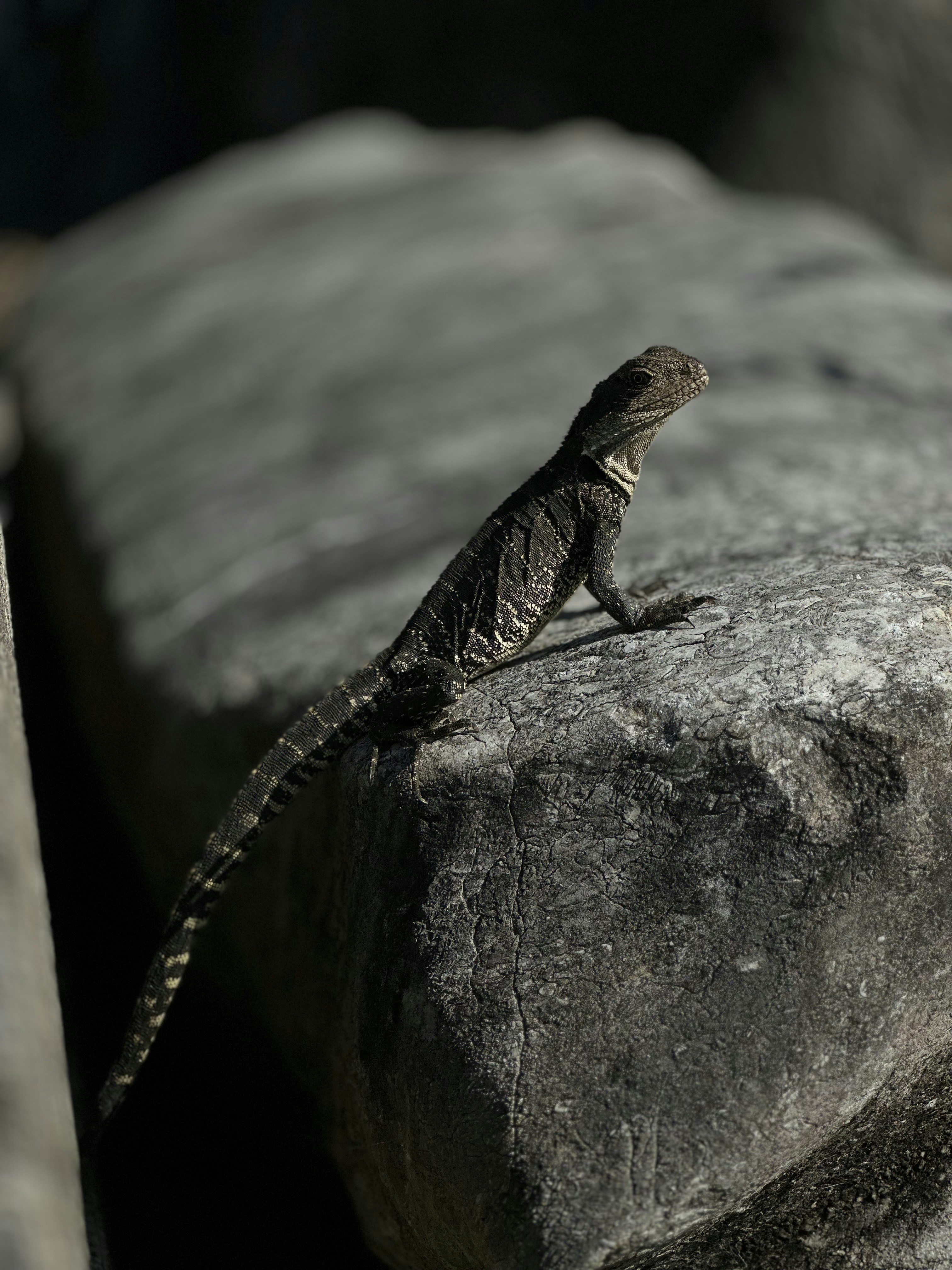 Photo by ashish_sunar