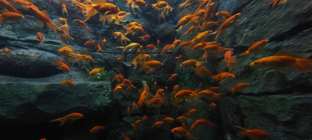 a large group of fish in an aquarium
