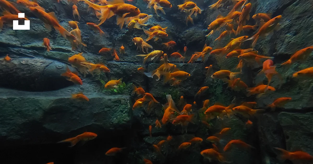 A large group of fish in an aquarium photo – Free Animal Image on Unsplash