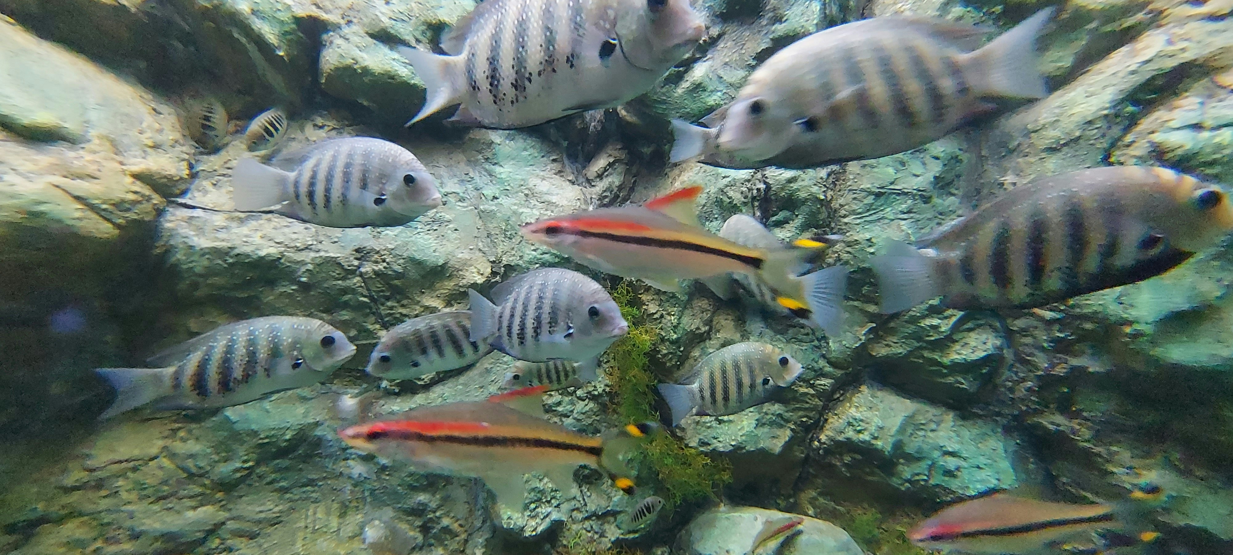 sekelompok ikan berenang di sekitar karang