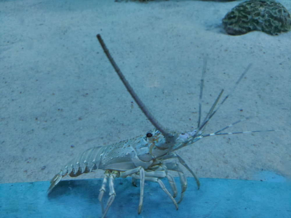 a close up of a lobster on a blue surface