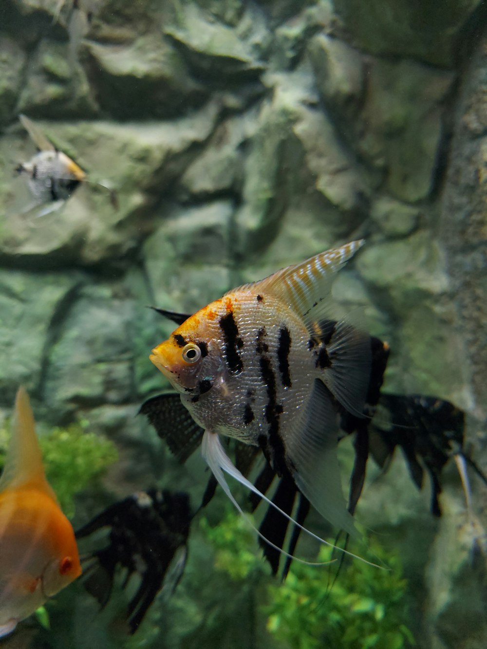 a group of fish swimming in an aquarium