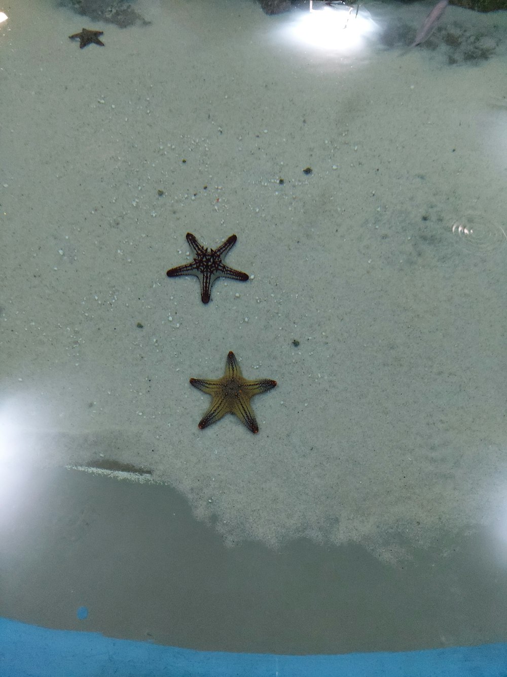 two starfishs swimming in a pool of water