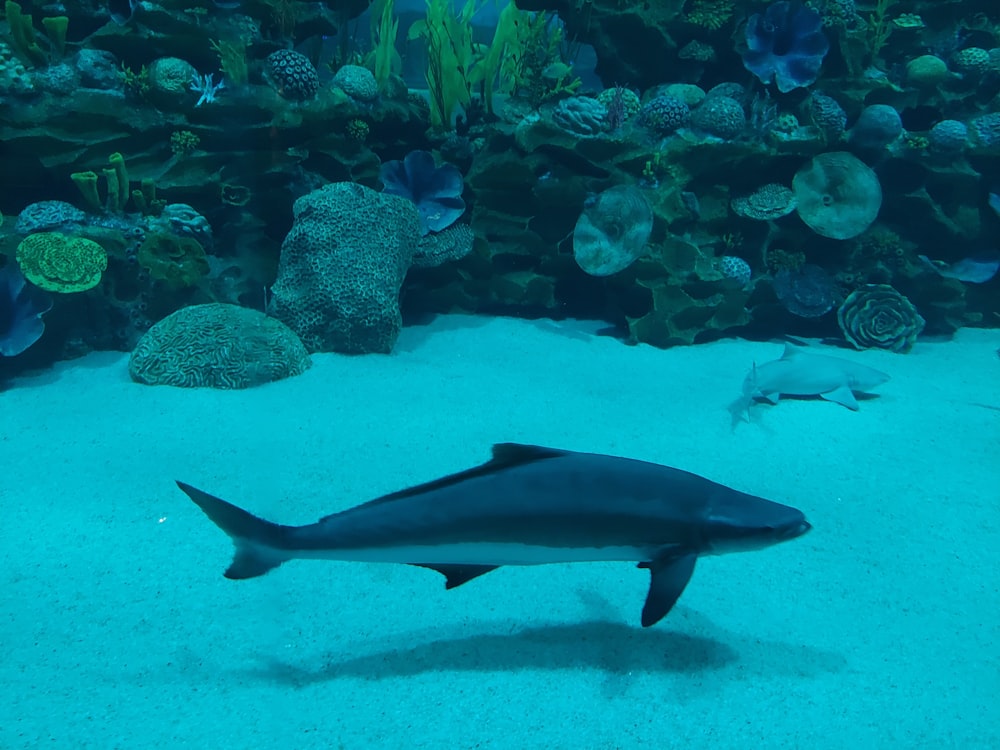 a shark swimming in the ocean near a coral reef