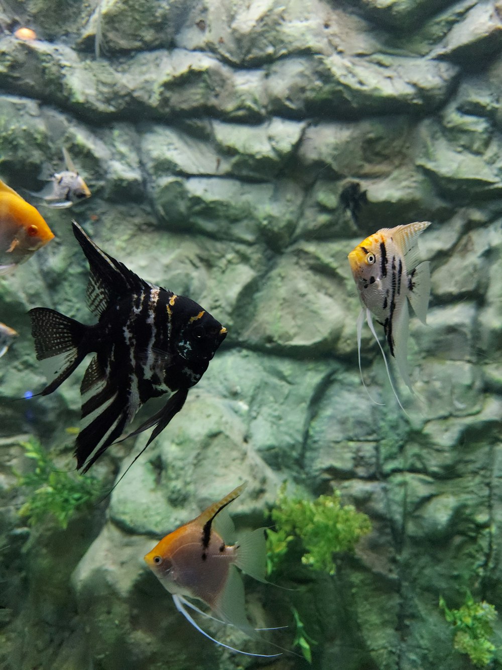 a group of fish swimming in an aquarium