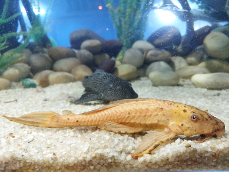Emperor Newt (Tylototriton shanjing)