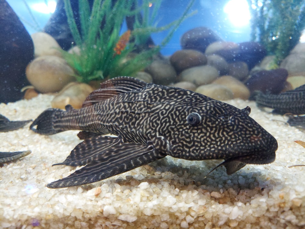 a close up of a fish in an aquarium