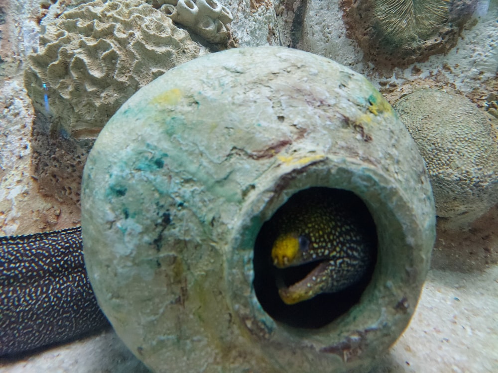 a close up of a fish inside of a pipe