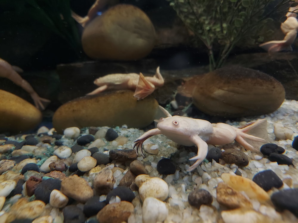 a close up of a fish in an aquarium