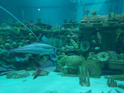 An underwater scene with various fish swimming in an aquarium environment. The setting includes detailed coral formations and underwater vegetation, along with the presence of large ornate statues resembling elephants and wheels, evoking an ancient, submerged architectural theme.