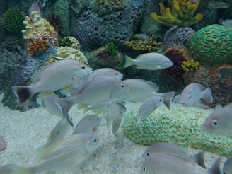 A group of fish swimming in an aquarium setting with a coral reef background. The reef features various types of coral, including colorful branching and boulder corals. The fish have silver bodies with subtle patterns.