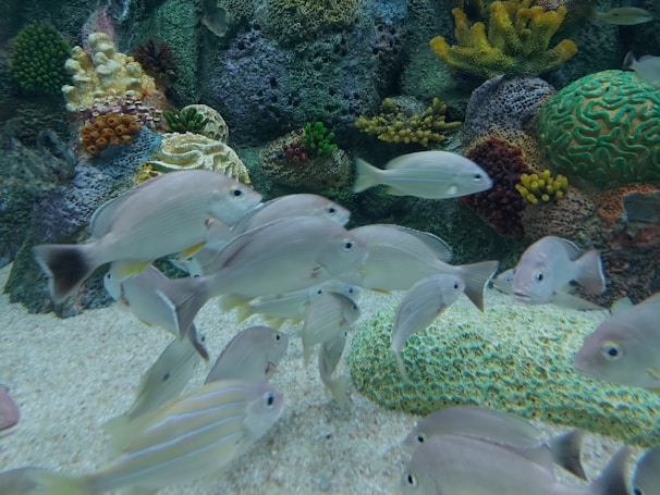 A group of fish swimming in an aquarium setting with a coral reef background. The reef features various types of coral, including colorful branching and boulder corals. The fish have silver bodies with subtle patterns.