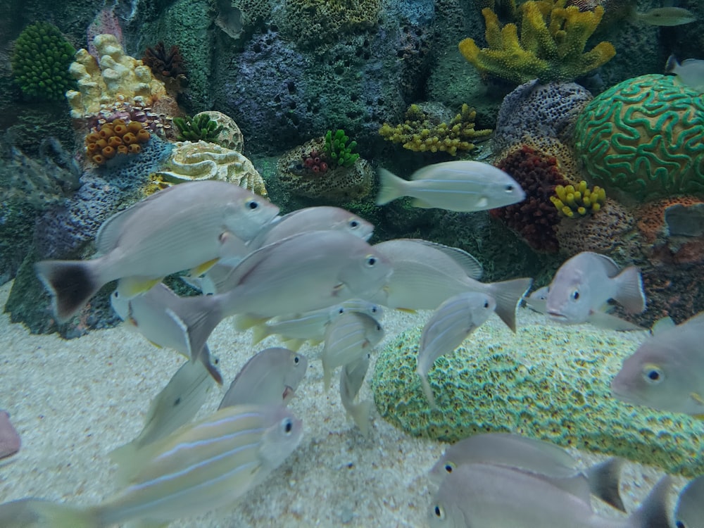 サンゴ礁の周りを泳ぐ魚のグループ