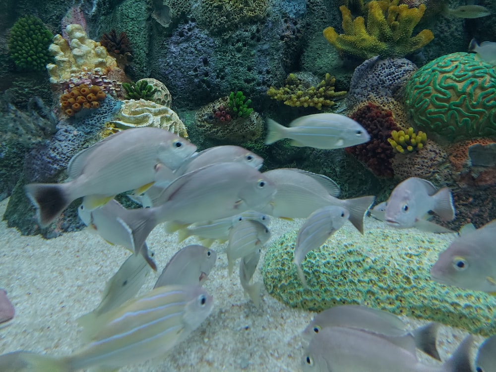 a group of fish swimming around a coral reef