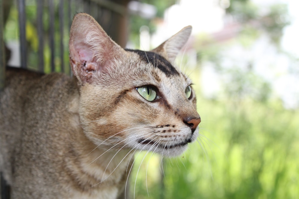 a close up of a cat with green eyes