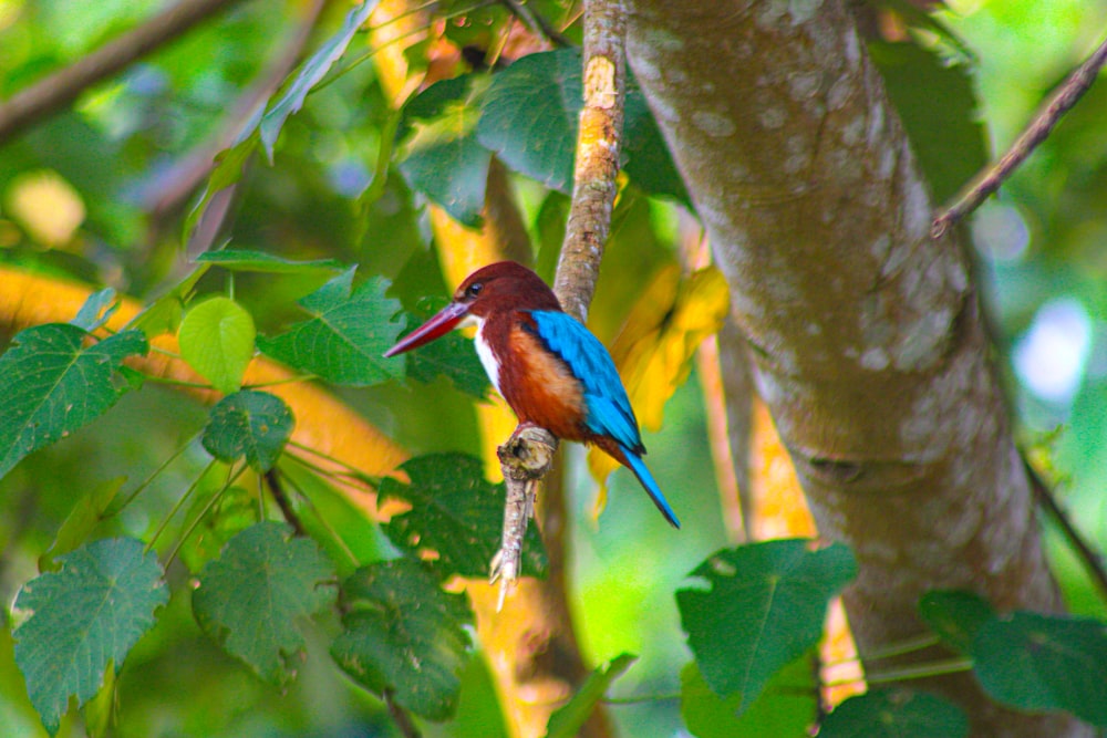 a colorful bird perched on a tree branch