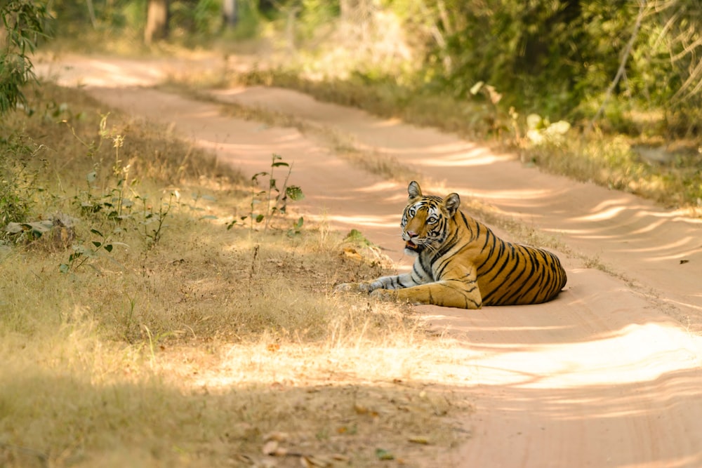 a tiger laying on the side of a dirt road