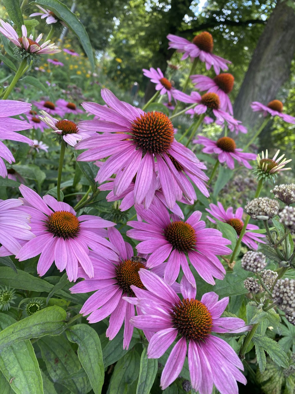 a bunch of purple flowers in a garden