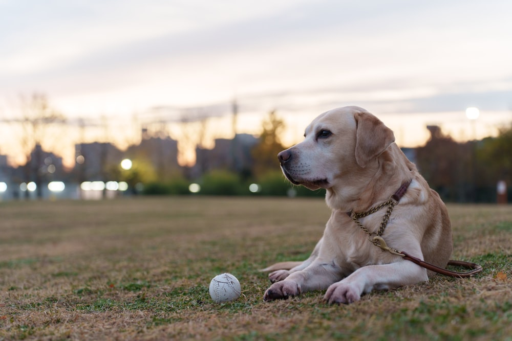a dog laying in the grass with a ball