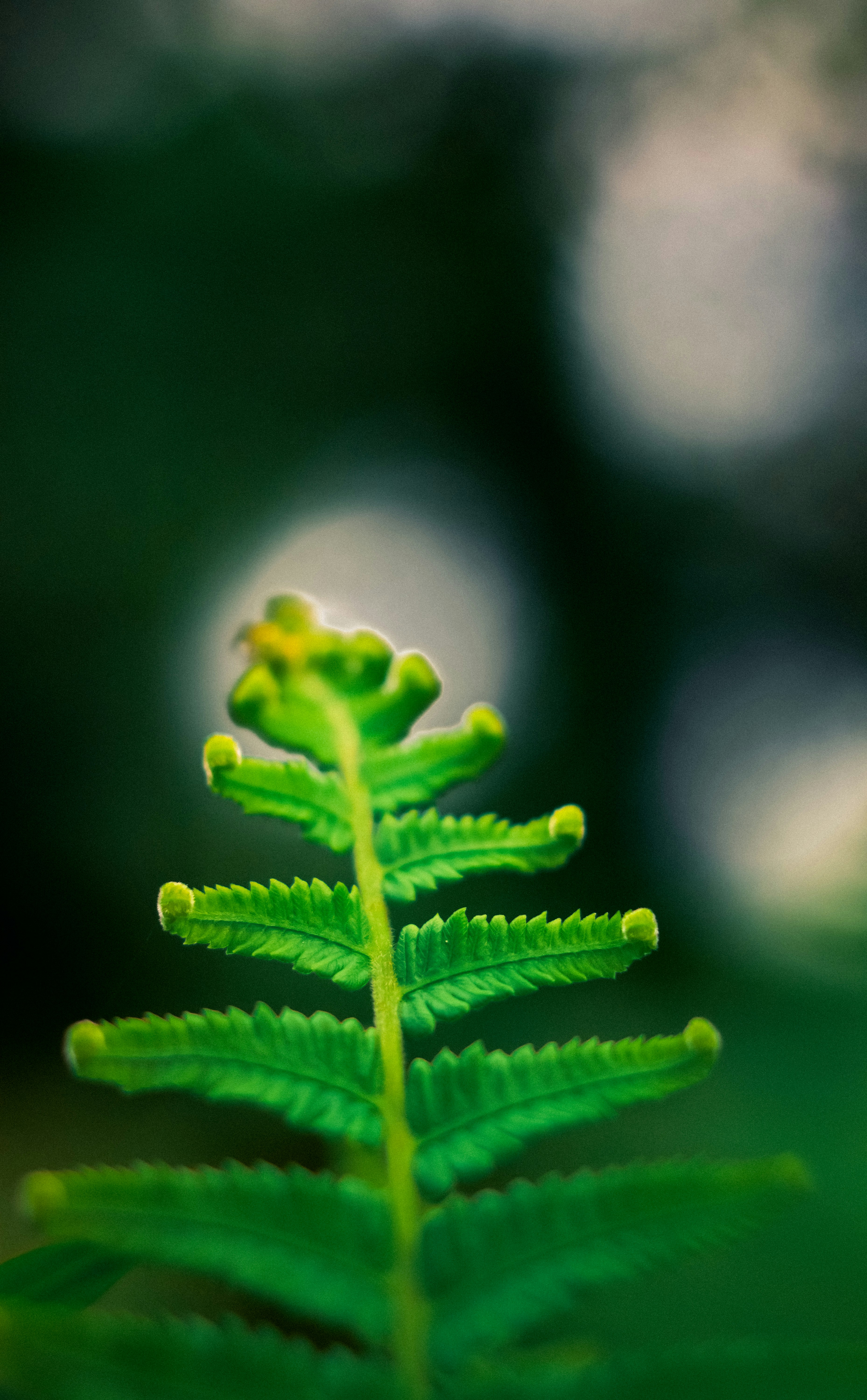 Photo by soonamwooeser