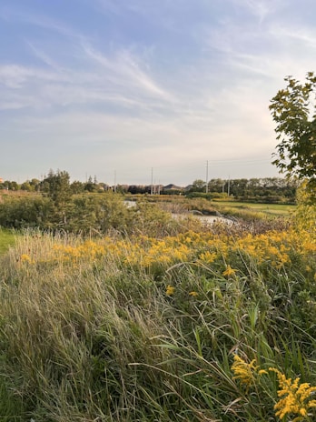 A serene landscape showcasing a green field with wildflowers, symbolizing nature-friendly weed control.