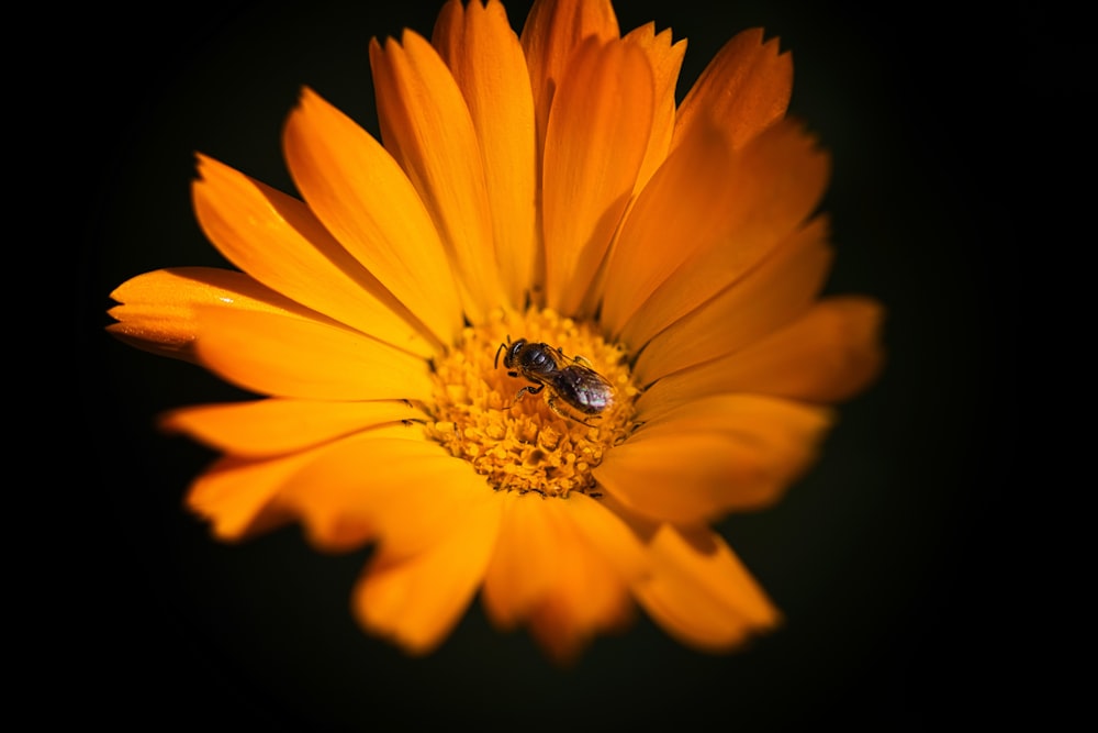 a close up of a flower with a bee on it