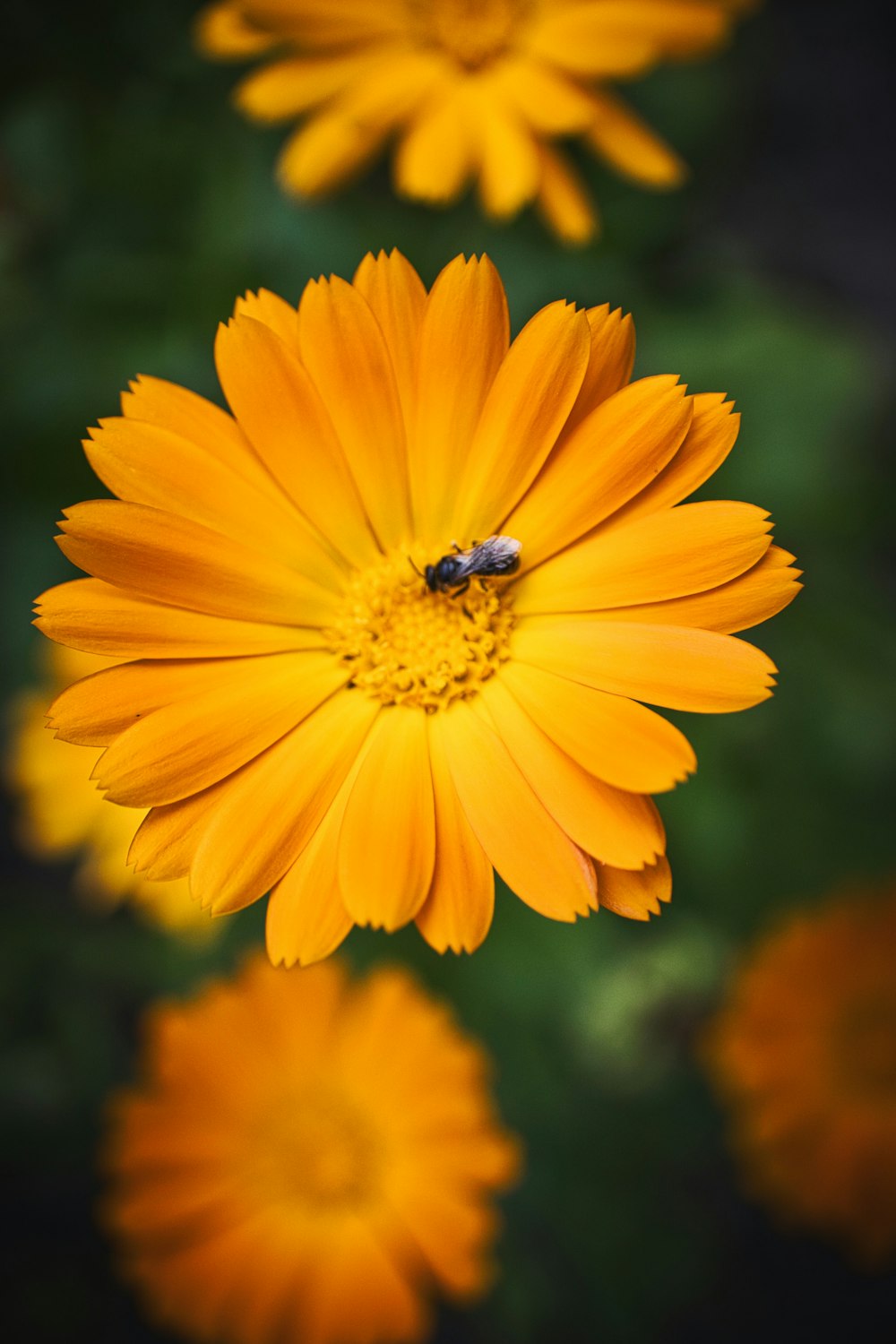 eine gelbe Blume mit einer Biene darauf