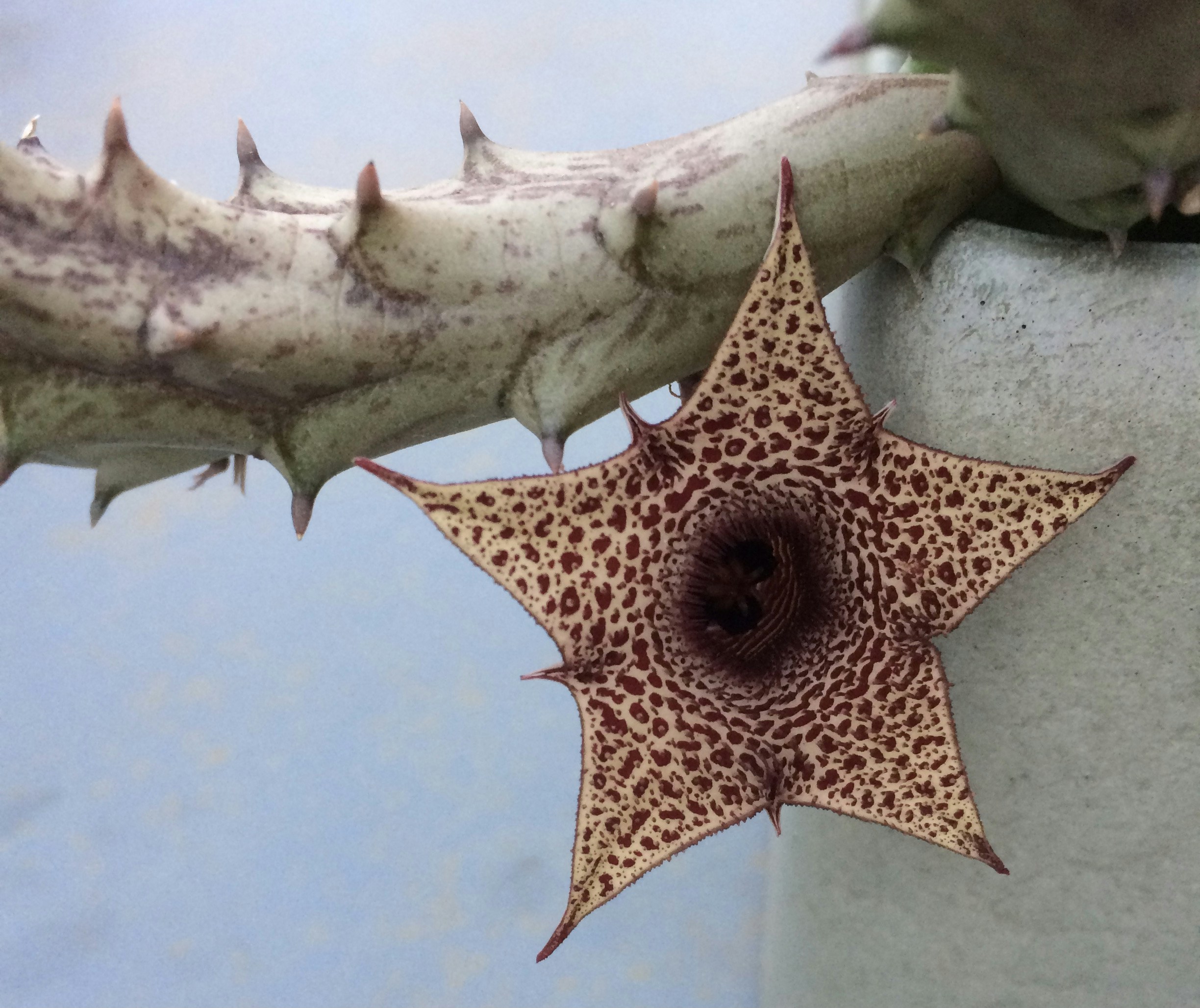 The Giant Flower That Smells Like Death