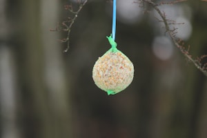 Bird Feeder Joy