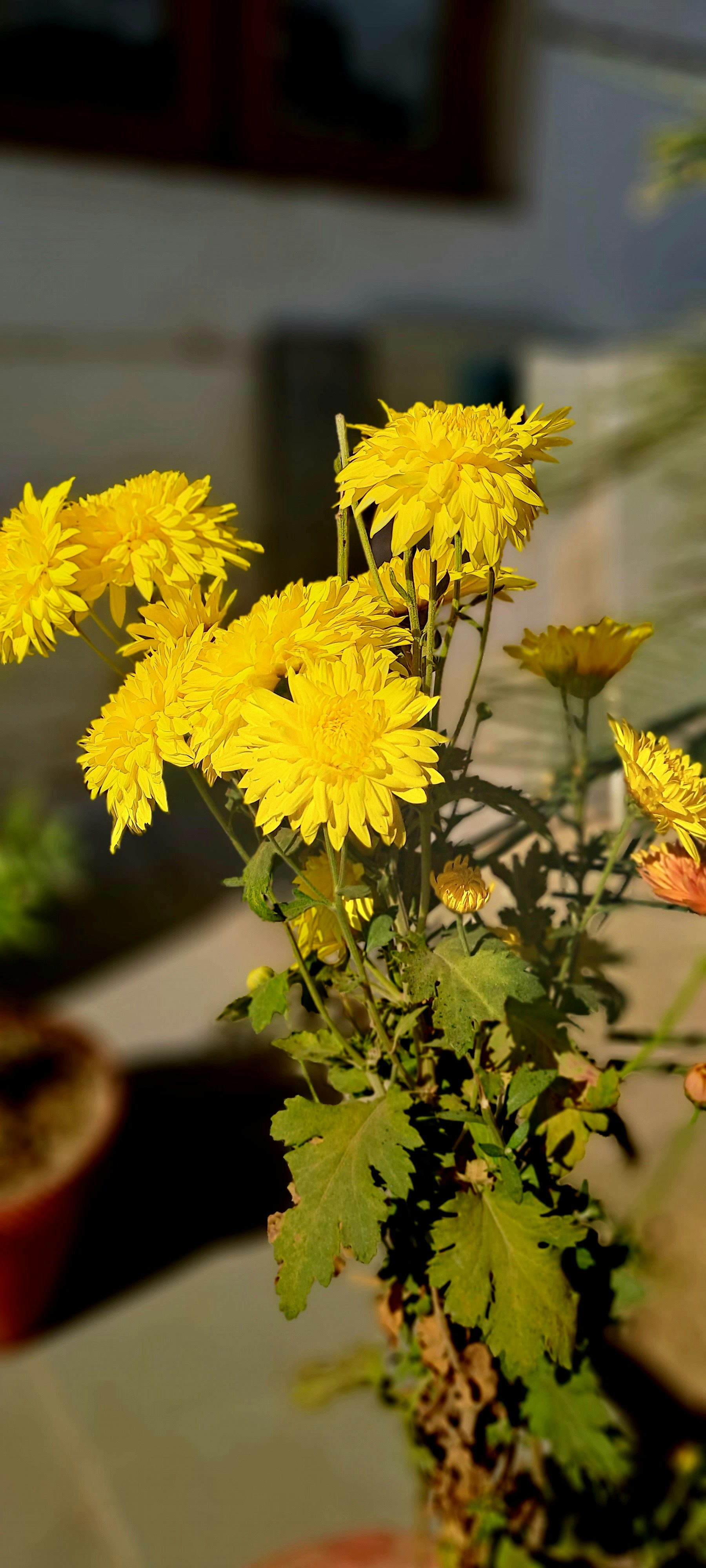 un vase rempli de fleurs jaunes sur une table photo – Photo Feuille