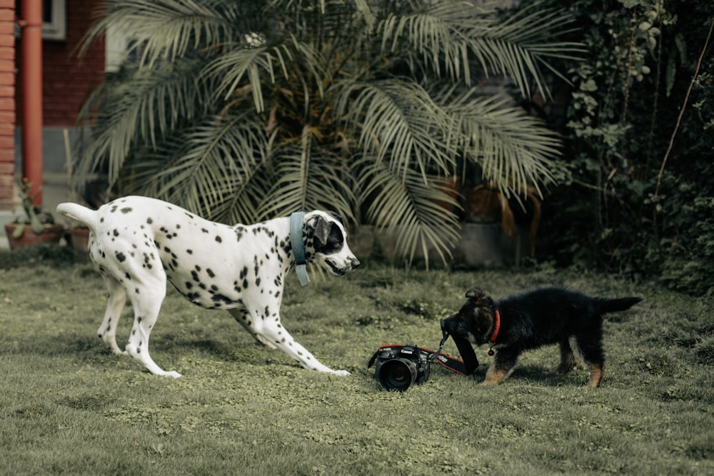 a dalmatian and a black dog playing in the grass