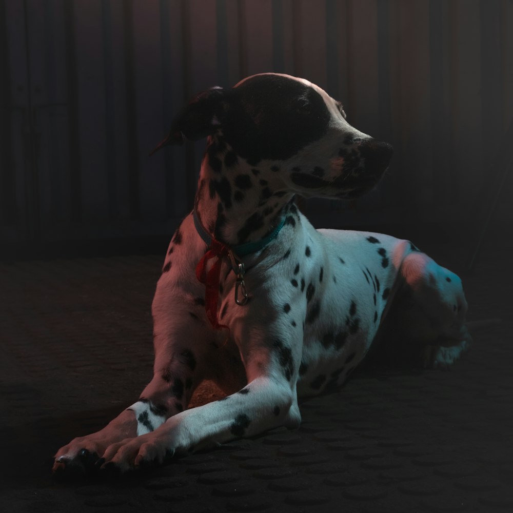 a dalmatian dog laying on the ground in the dark