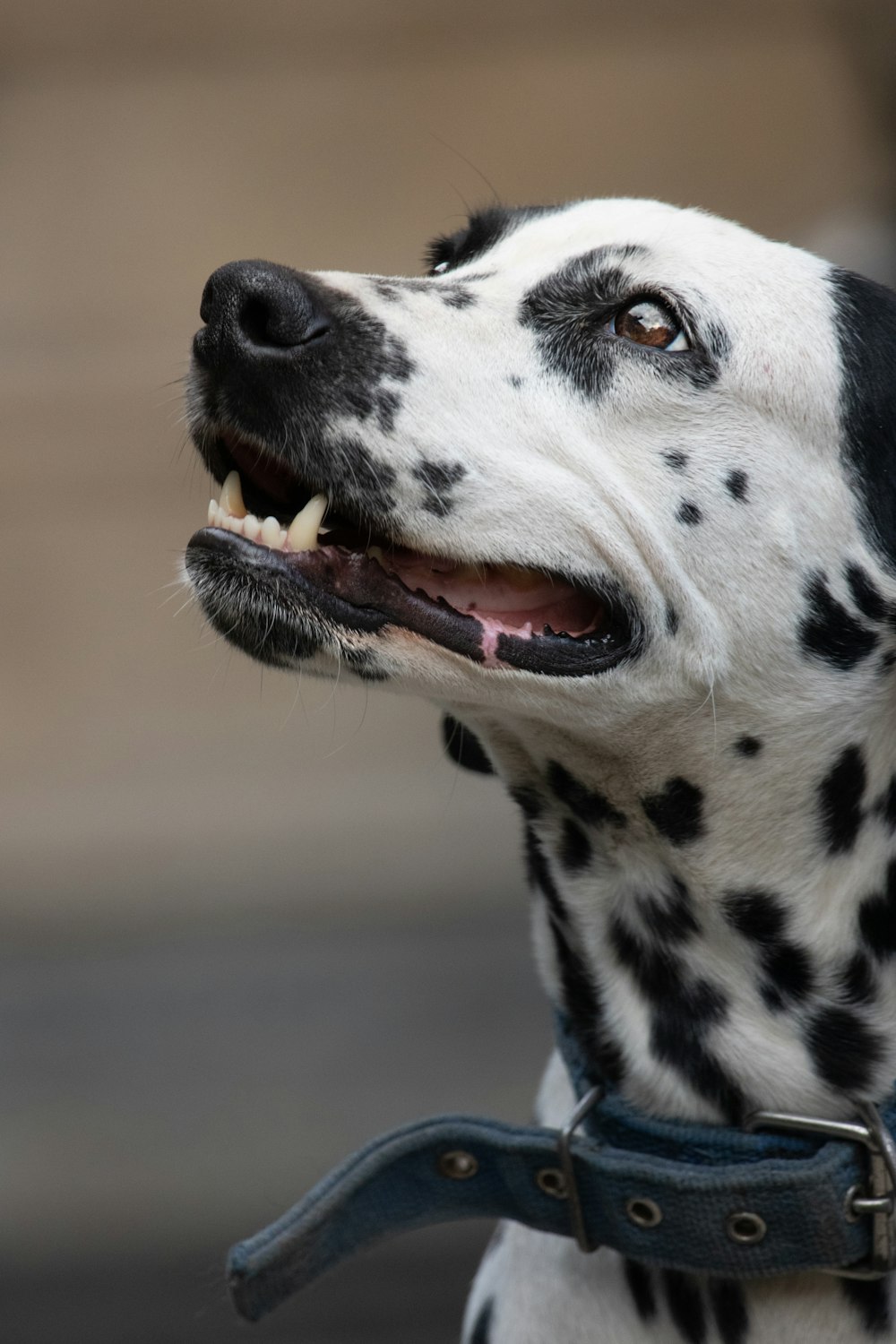 a dalmatian dog with its mouth open