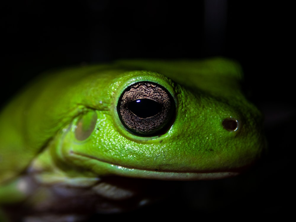 um close up de um sapo verde com um fundo preto