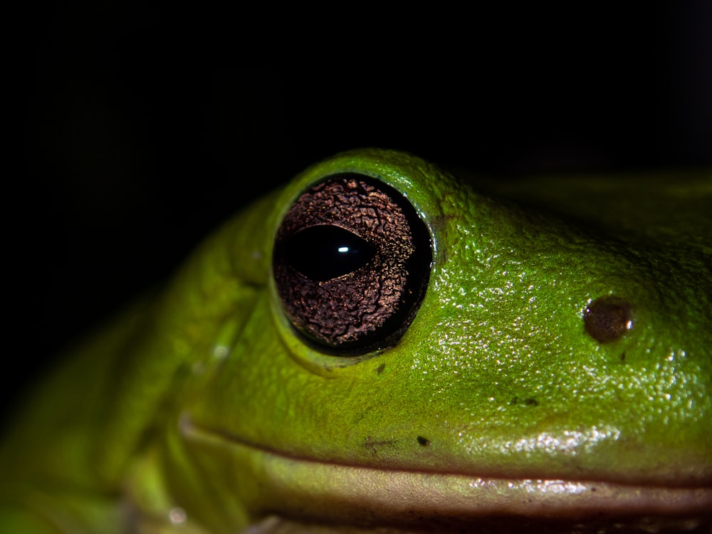 a close up of a green frog with a black background