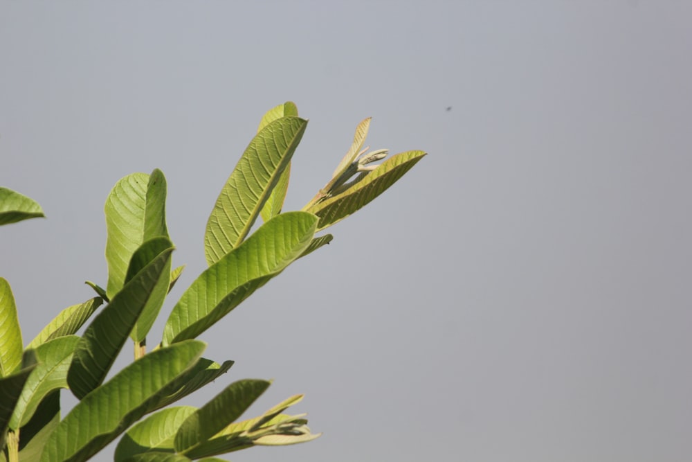 a tree branch with green leaves against a gray sky