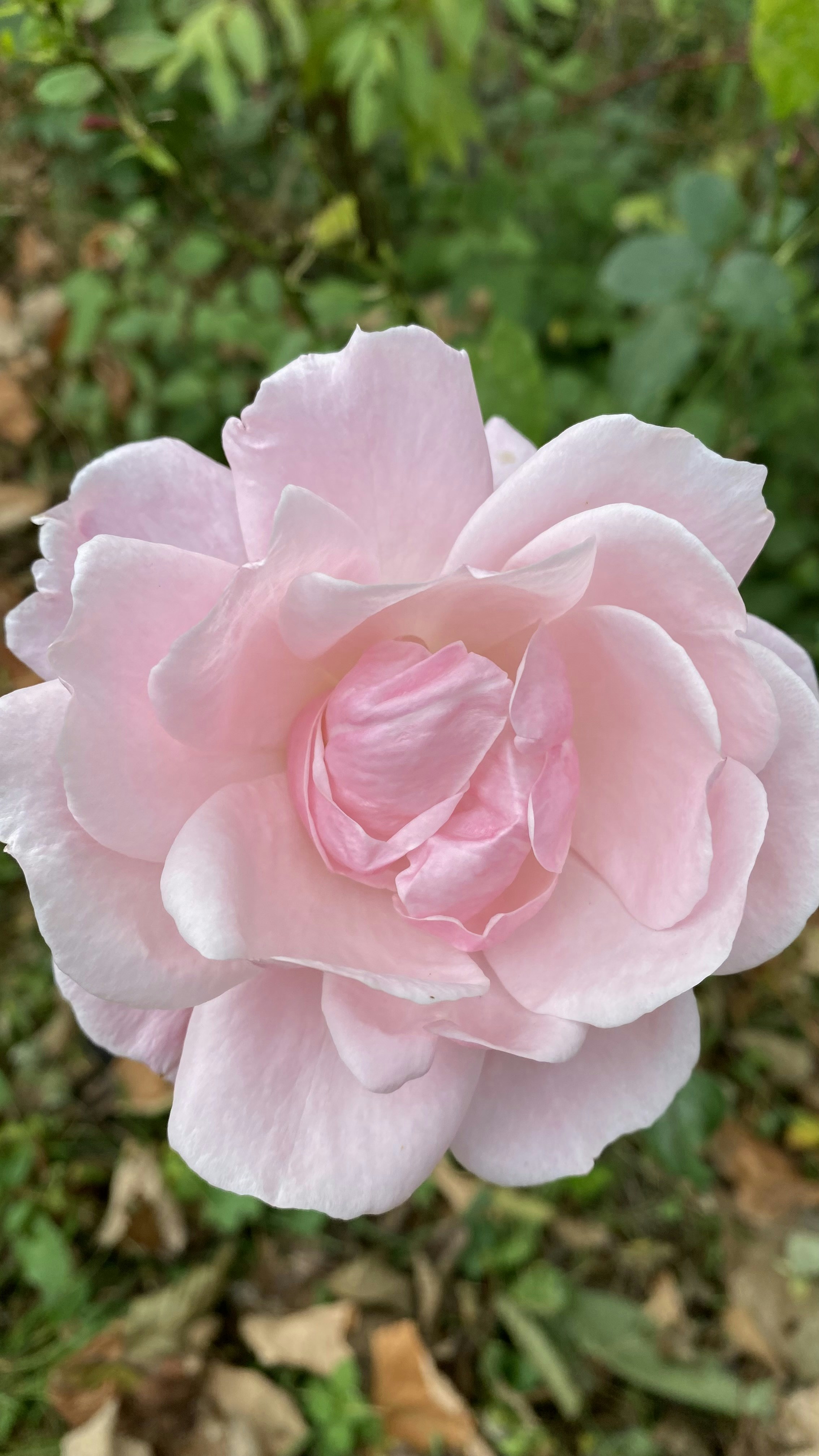 Photo by thallasophile