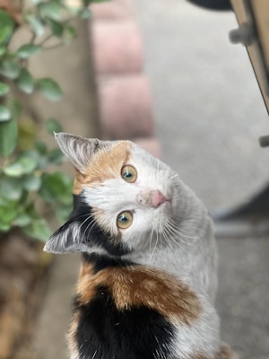A calico cat with a mix of white, black, and orange fur looks up with curious eyes. Green leaves are visible on the left side, suggesting an outdoor setting. The background appears to be blurred, focusing attention on the cat.